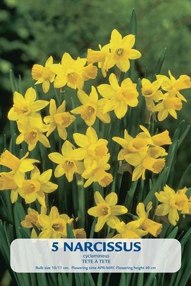 Narciss Tête-à-Tête 5-pakning